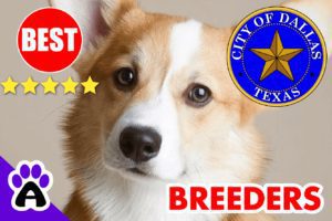 3 Top Reviewed Corgi Breeders in Dallas-2023 | Corgi Puppies for Sale Dallas, TX