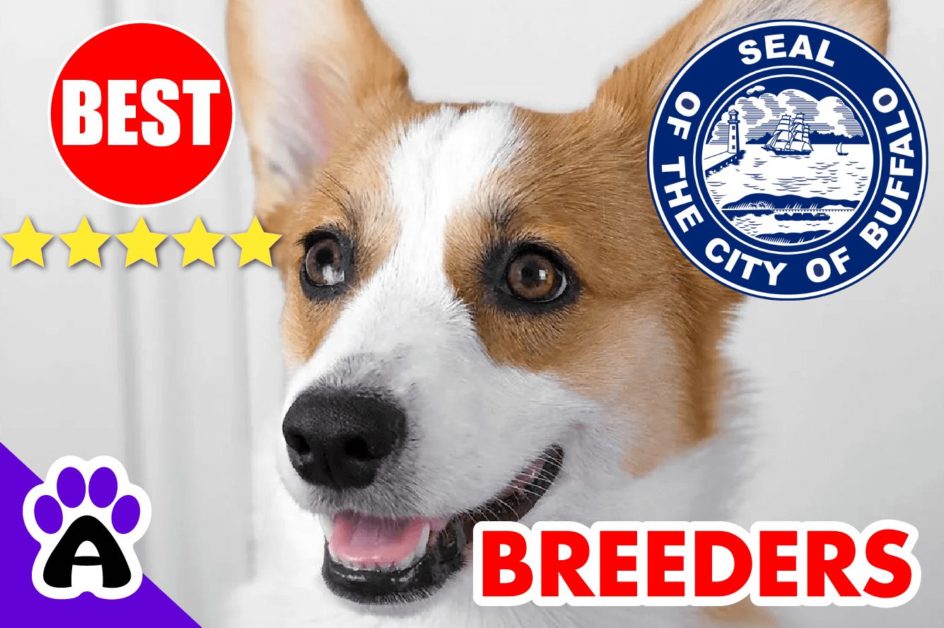 3 Top Reviewed Corgi Breeders in Buffalo-2023 | Corgi Puppies for Sale in Buffalo, NY
