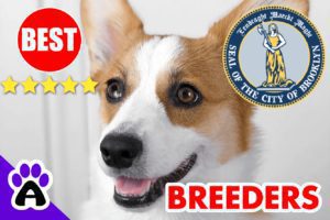 3 Top Reviewed Corgi Breeders in Brooklyn-2023 | Corgi Puppies for Sale in Brooklyn, NY