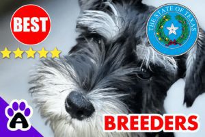 Miniature Schnauzer Puppies For Sale Texas-2024 | Best Miniature Schnauzer Breeders in TX