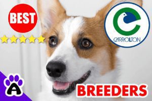 3 Top Reviewed Corgi Breeders in Carrollton-2023 | Corgi Puppies for Sale in Carrollton, TX 