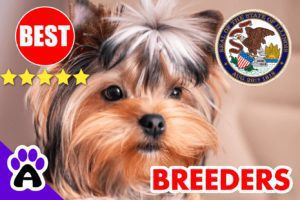 6 Best Reviewed Yorkshire Terriers Breeders In Illinois-2023 | Yorkshire Terriers Puppies For Sale in IL