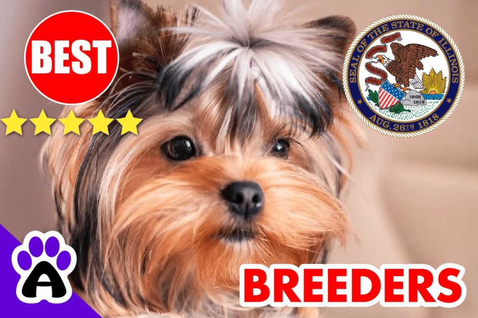 6 Best Reviewed Yorkshire Terriers Breeders In Illinois-2024 | Yorkshire Terriers Puppies For Sale in IL