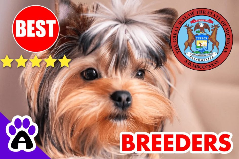 6 Best Reviewed Yorkshire Terriers Breeders In Michigan-2023 | Yorkshire Terriers Puppies For Sale in MI 