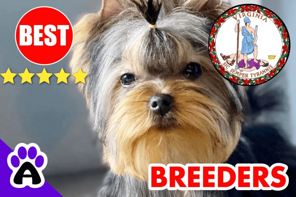 6 Best Reputable Yorkie Breeders In Virginia 2022 | Yorkshire Terriers Puppies For Sale in VA 