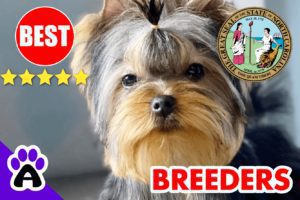 5 Best Reputable Yorkie Breeders In North Carolina-2023 | Yorkshire Terriers Puppies For Sale in NC