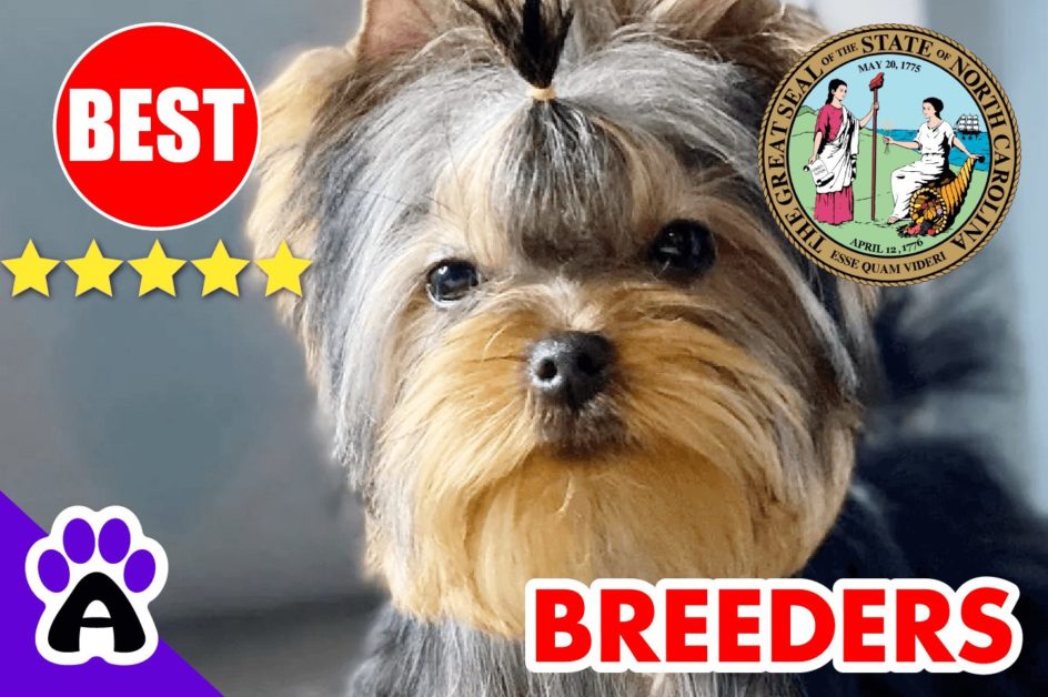 5 Best Reputable Yorkie Breeders In North Carolina-2024 | Yorkshire Terriers Puppies For Sale in NC