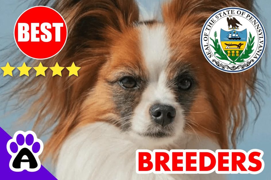 Papillon Puppies For Sale In Pennsylvania-2023 | Papillon Breeders in PA