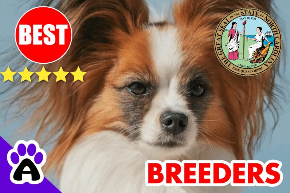 Papillon Puppies For Sale In North Carolina-2023 | Papillon Breeders in NC