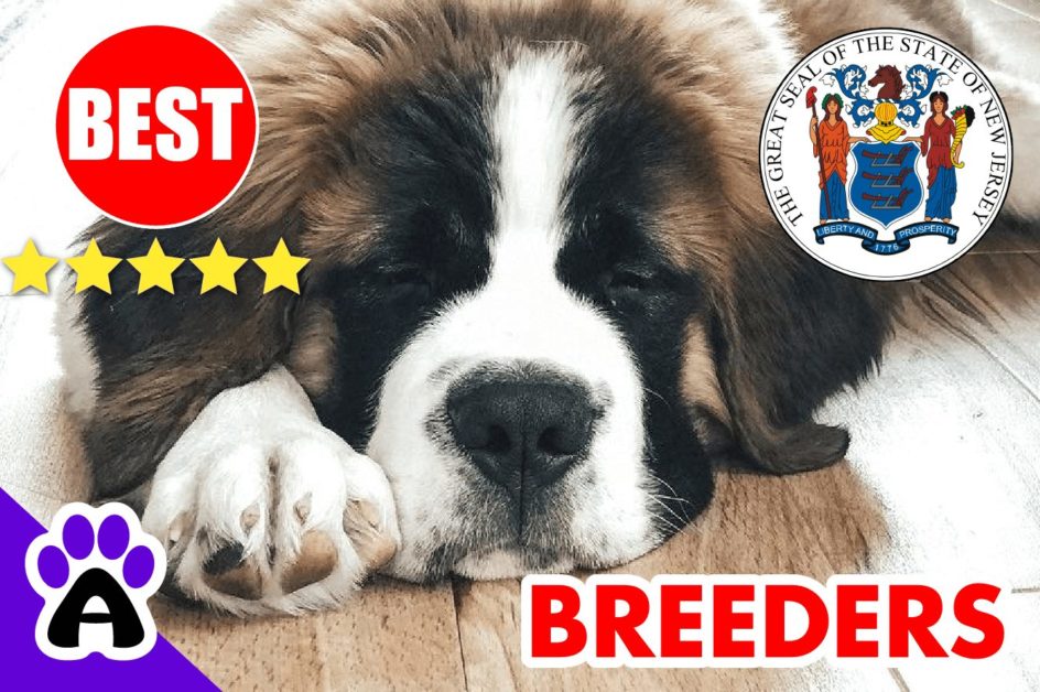 St. Bernard Puppies For Sale in New Jersey-2023 | Best St. Bernard Breeders in NJ