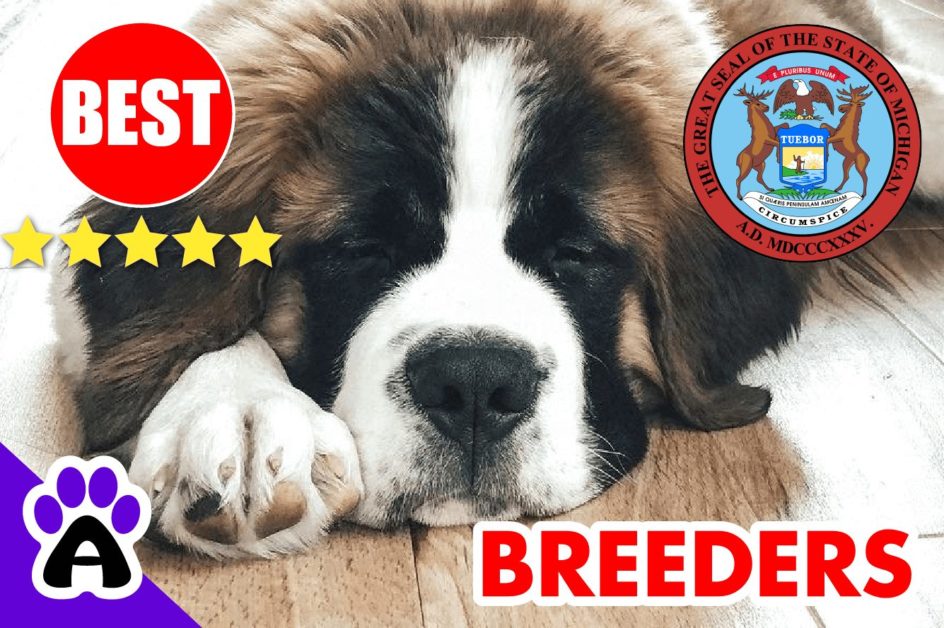 St. Bernard Puppies For Sale in Michigan-2023 | Best St. Bernard Breeders in MI