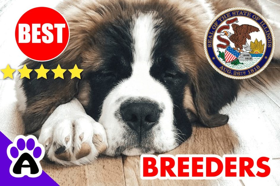 St. Bernard Puppies For Sale in Illinois-2023 | Best St. Bernard Breeders in IL