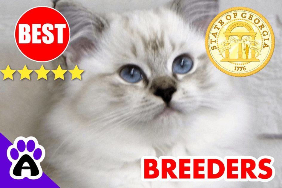 Ragdoll Kittens For Sale in Georgia 2022 | Best Ragdoll Kitten Breeders In GA