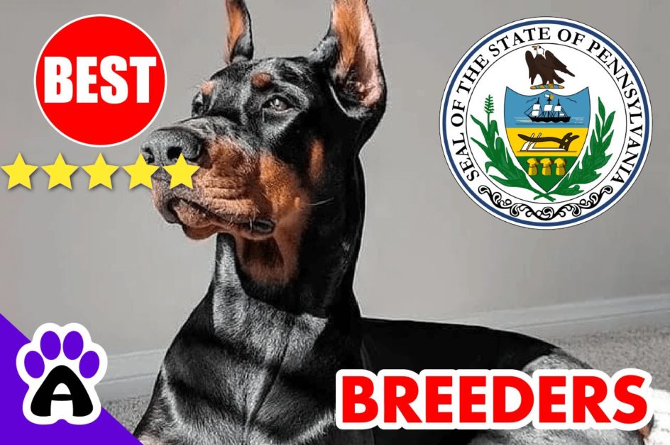 8 Best Reviewed Doberman Breeders In Pennsylvania 2022 | Doberman Puppies For Sale in PA