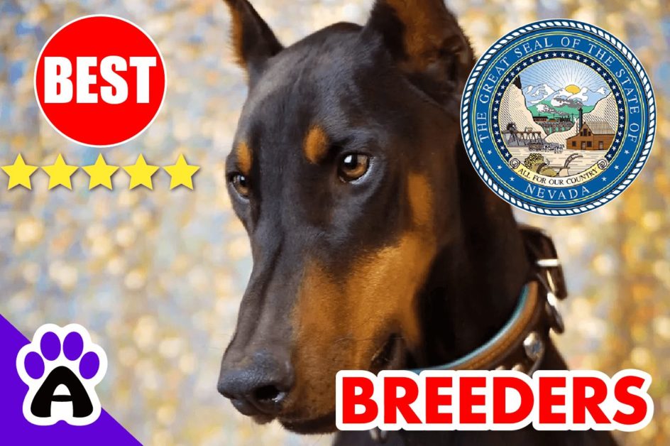 4 Best Reviewed Doberman Breeders In Nevada 2022 | Doberman Puppies For Sale in NV