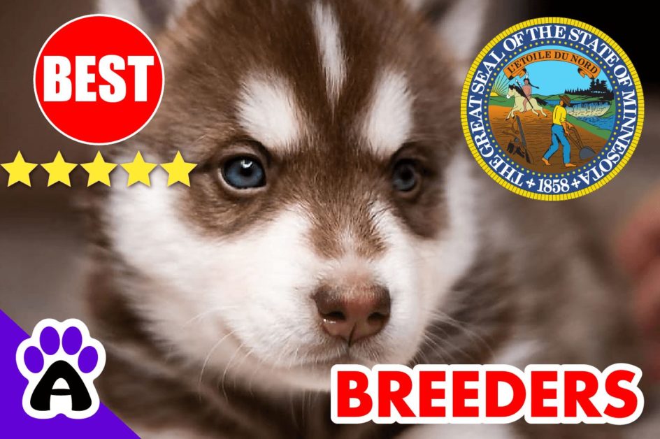 Husky Puppies For Sale In Minnesota-2023 | Husky Breeders in MN
