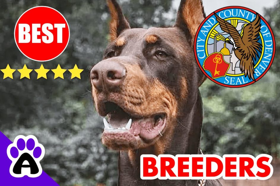 3 Best Reviewed Doberman Breeders In Denver 2022 | Doberman Puppies For Sale in Denver, CO