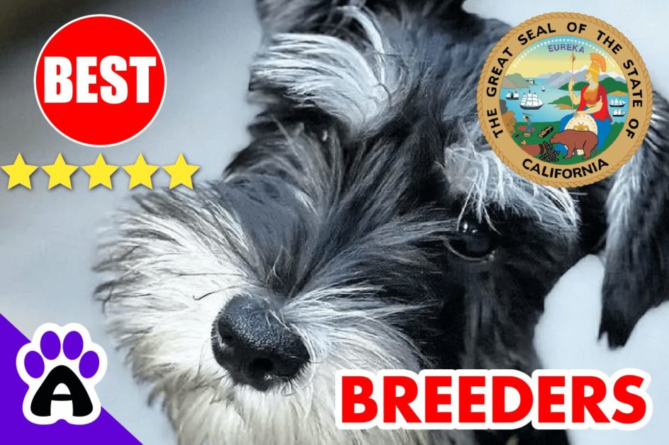 Miniature Schnauzer Puppies For Sale California 2022 | Best Miniature Schnauzer Breeders in CA
