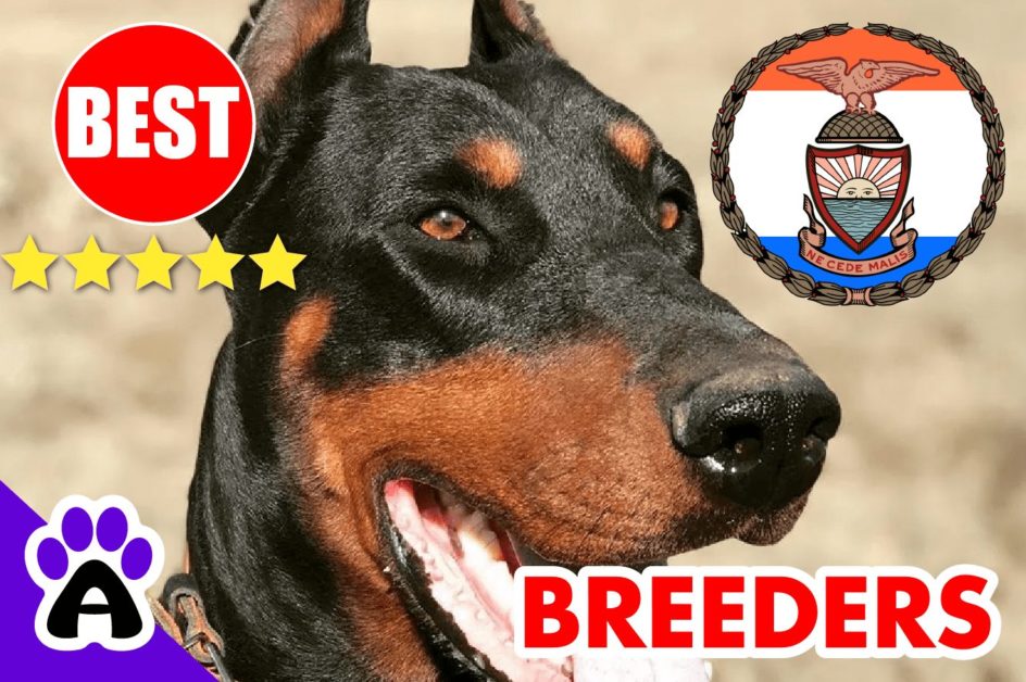 3 Best Reviewed Doberman Breeders In Bronx 2022 | Doberman Puppies For Sale in Bronx, NY
