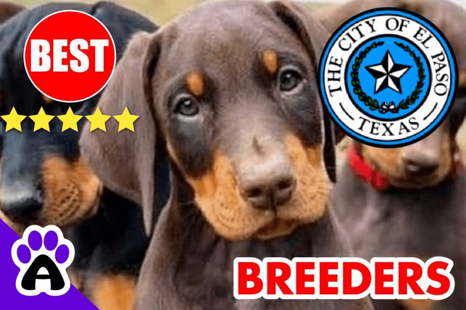 4 Best Reviewed Doberman Breeders In El Paso 2022 | Doberman Puppies For Sale in El Paso, TX