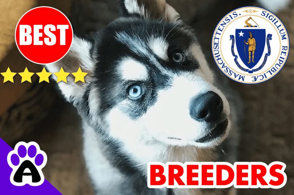 Husky Puppies For Sale In Massachusetts 2022 | Husky Breeders in MA