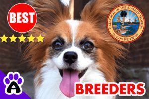 Papillon Puppies For Sale In Florida-2024 | Papillon Breeders in FL