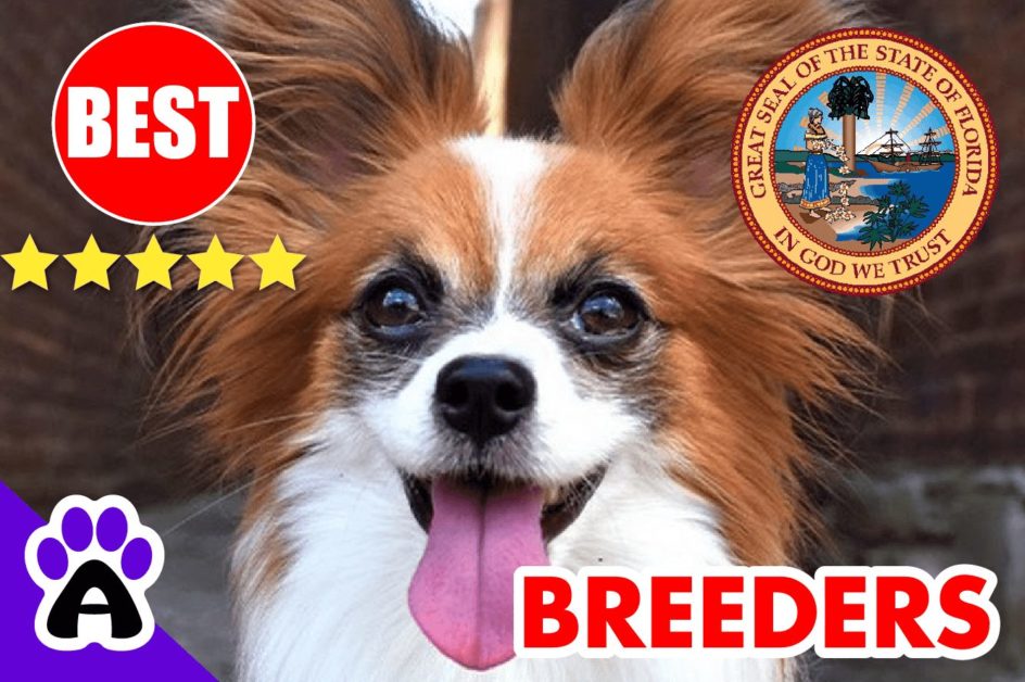 Papillon Puppies For Sale In Florida-2023 | Papillon Breeders in FL