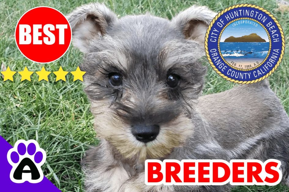 Miniature Schnauzer Puppies For Sale In Huntington Beach-2023 | Miniature Schnauzer Breeders in Huntington Beach, CA