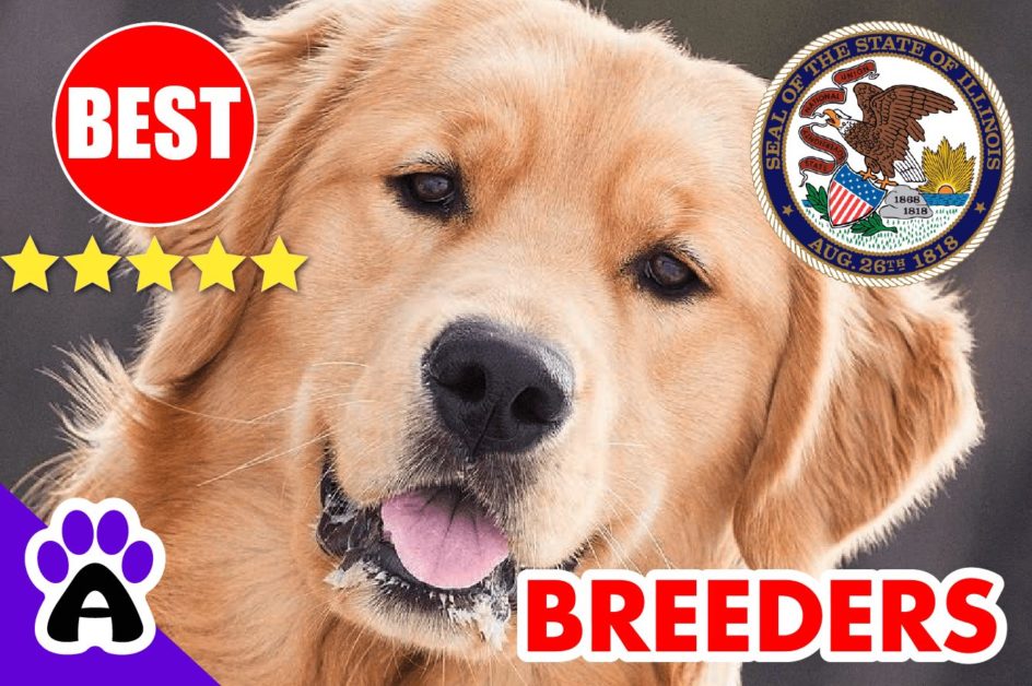 Golden Retriever Puppies For Sale In Illinois 2022 | Best Golden Retriever Breeders in IL