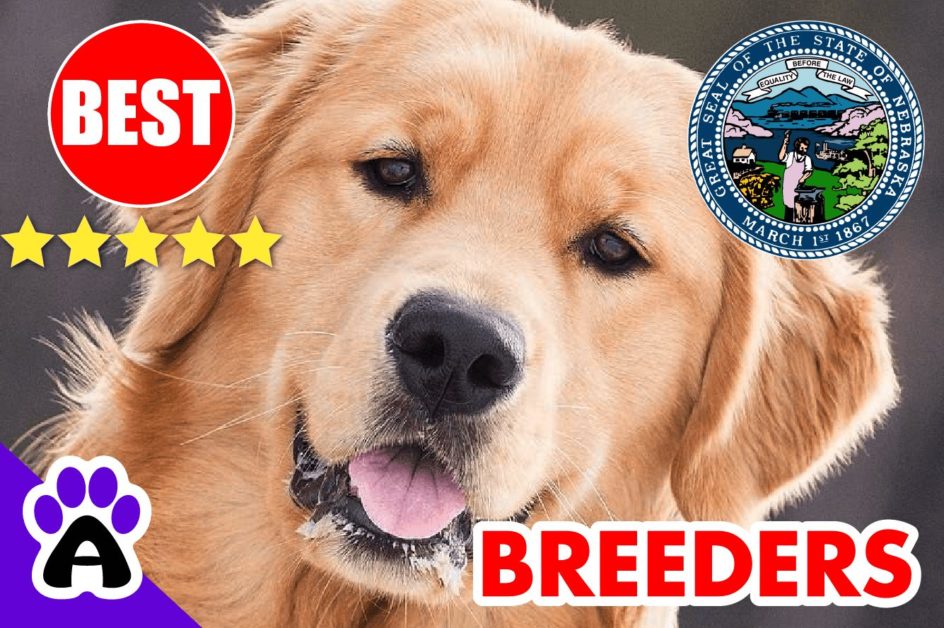 Golden Retriever Puppies For Sale In Nebraska 2022 | Best Golden Retriever Breeders in NE