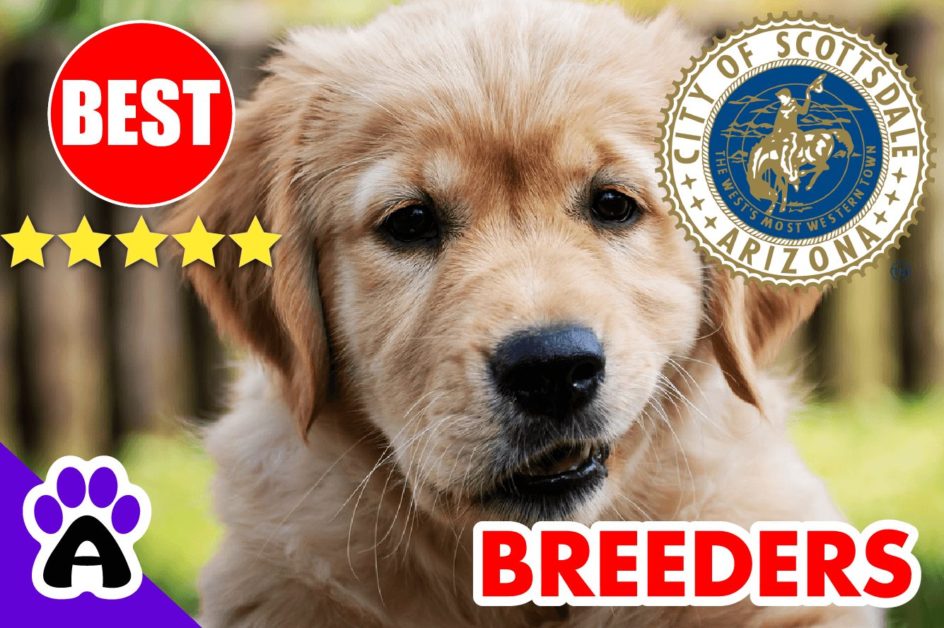 Golden Retriever Puppies For Sale In Scottsdale 2022 | Best Golden Retriever Breeders in Scottsdale, AZ