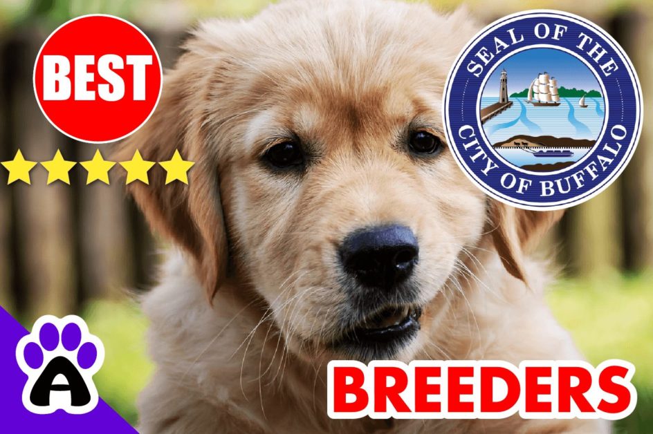Golden Retriever Puppies For Sale In Buffalo-2024 | Best Golden Retriever Breeders in Buffalo, NY
