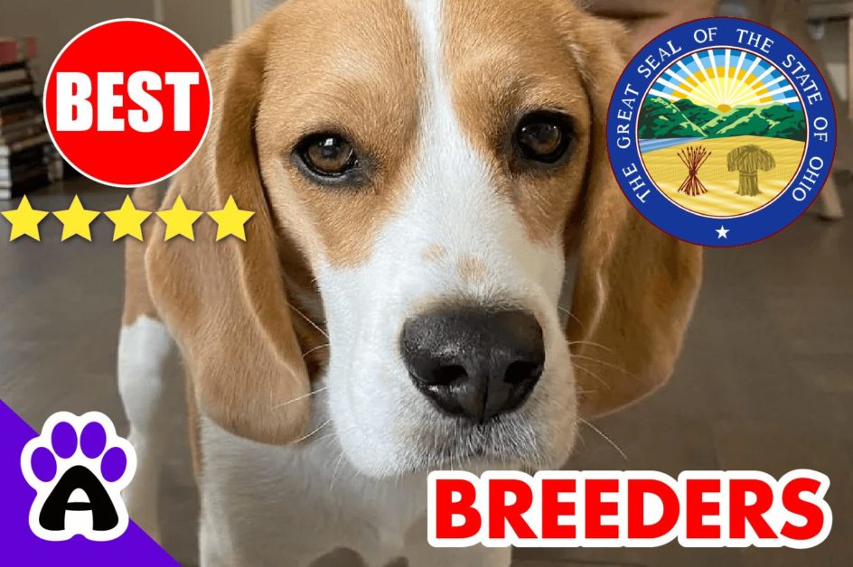 Beagle Puppies For Sale In Ohio-2023 | Beagle Breeders in OH