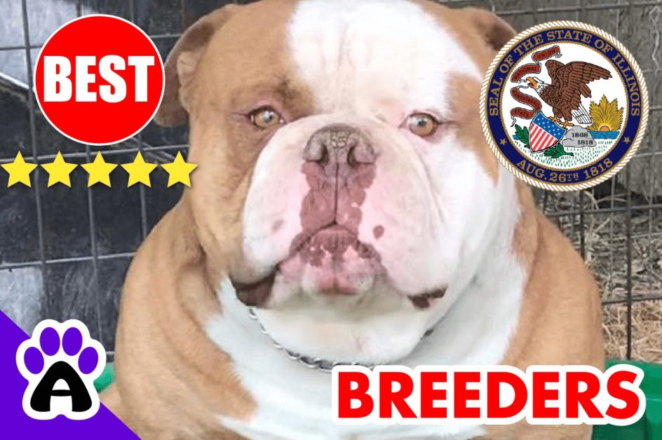 3 Best Reviewed American Bulldog Puppies For Sale In Illinois-2024 | American Bulldog Breeders in IL
