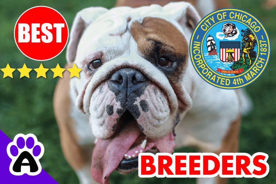 3 Best Reviewed American Bulldog Puppies For Sale In Chicago 2022 | American Bulldog Breeders in Chicago, IL
