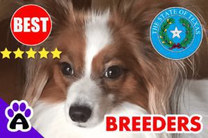 Papillon Puppies For Sale In Texas-2024 | Papillon Breeders in TX