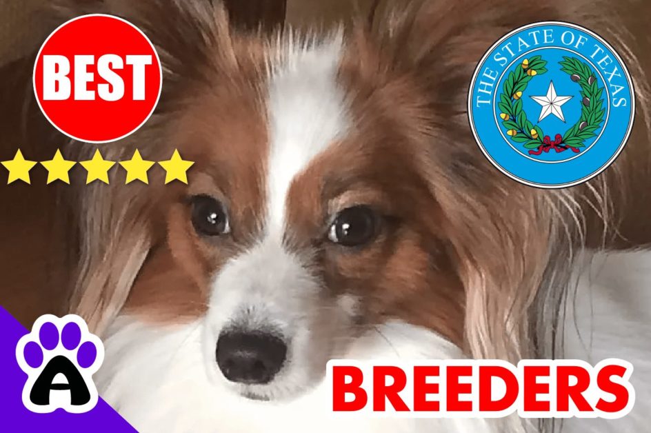 Papillon Puppies For Sale In Texas-2024 | Papillon Breeders in TX