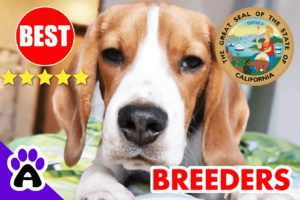 Beagle Puppies For Sale In California-2024 | Best Beagle Breeders in CA