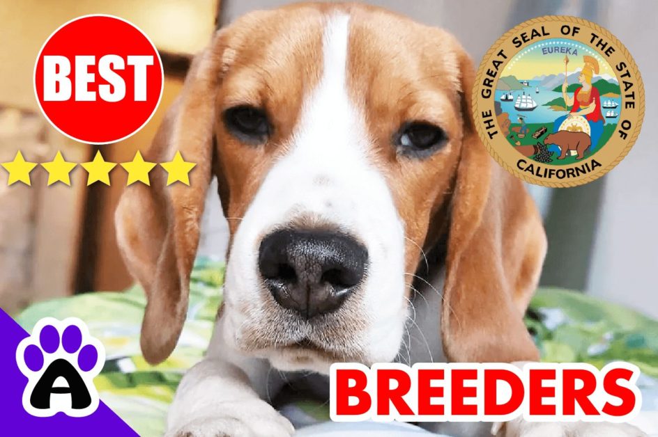Beagle Puppies For Sale In California 2022 | Best Beagle Breeders in CA