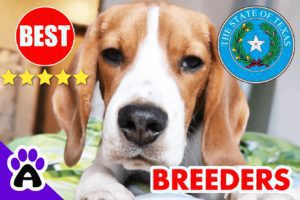 Beagle Puppies For Sale In Texas-2024 | Best Beagle Breeders in TX