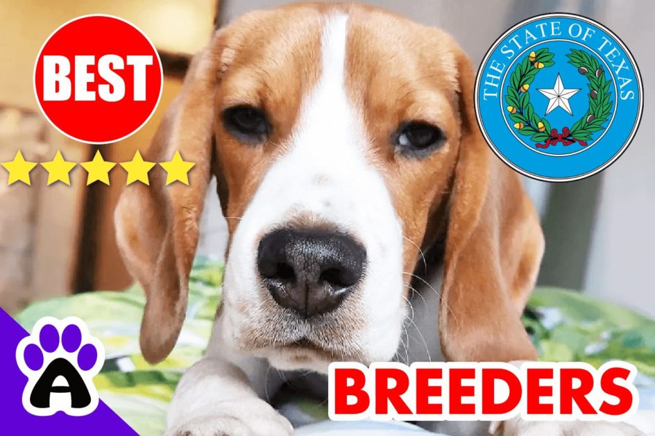 Beagle Puppies For Sale In Texas-2023 | Best Beagle Breeders in TX