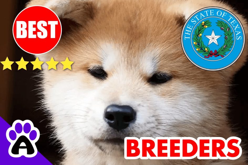3 Best Reviewed Akita Breeders In Texas 2022 | Akita Puppies For Sale Texas
