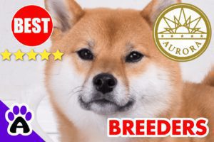 3 Best Reviewed Akita Breeders In Aurora-2024 | Akita Puppies For Sale Aurora, Colorado