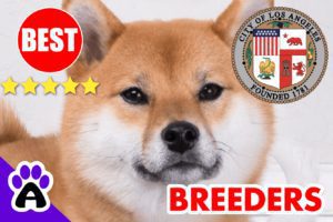 3 Best Reviewed Akita Breeders In Los Angeles-2024 | Akita Puppies For Sale Los Angeles, CA