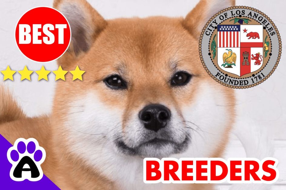 3 Best Reviewed Akita Breeders In Los Angeles-2023 | Akita Puppies For Sale Los Angeles, CA