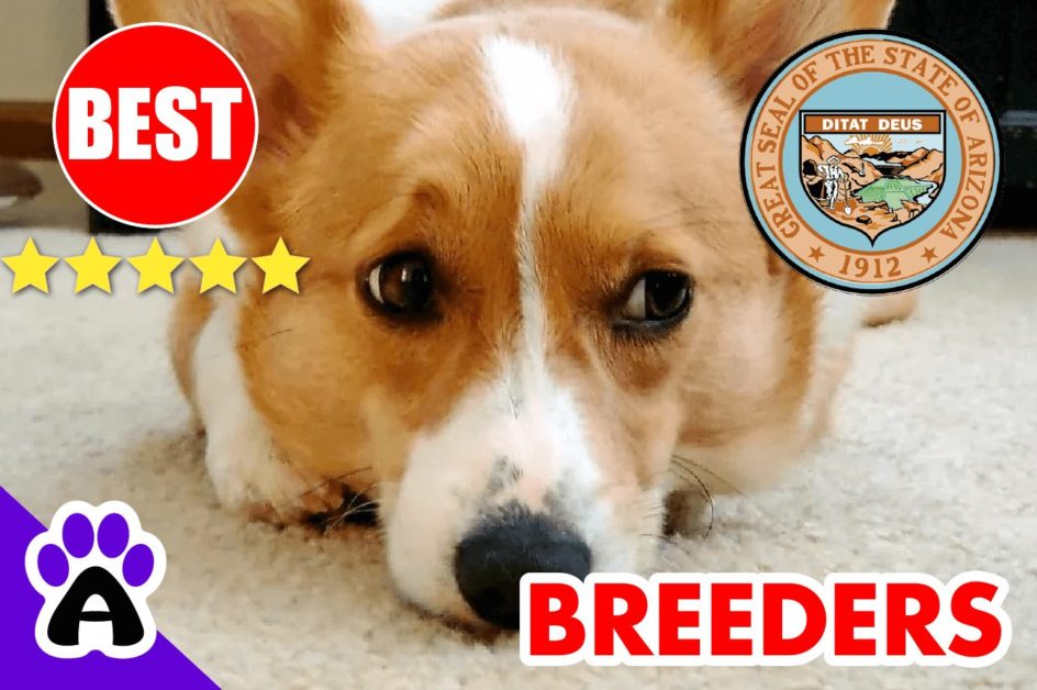 5 Top Reviewed Corgi Breeders in Arizona-2023 | Corgi Puppies for Sale Arizona