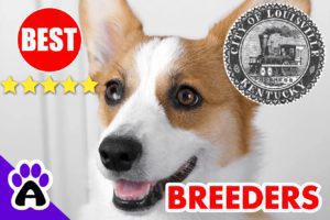 3 Top Reviewed Corgi Breeders in Louisville-2023 | Corgi Puppies for Sale Louisville, KY