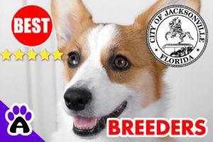 3 Top Reviewed Corgi Breeders in Jacksonville 2022 | Corgi Puppies for Sale in Jacksonville, FL
