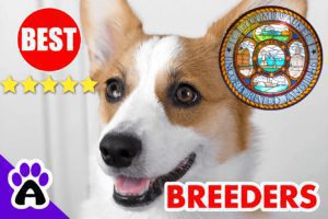 3 Top Reviewed Corgi Breeders in Milwaukee-2023 | Corgi Puppies for Sale in Milwaukee, WI