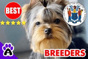 5 Best Reputable Yorkie Breeders In New Jersey-2023 | Yorkshire Terriers Puppies For Sale in NJ